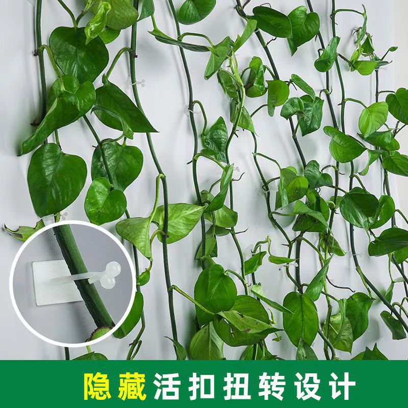 LA714可发样/藤蔓绿植室内免钉贴墙自粘式挂钩绿萝爬墙器墙上固定器无痕攀爬